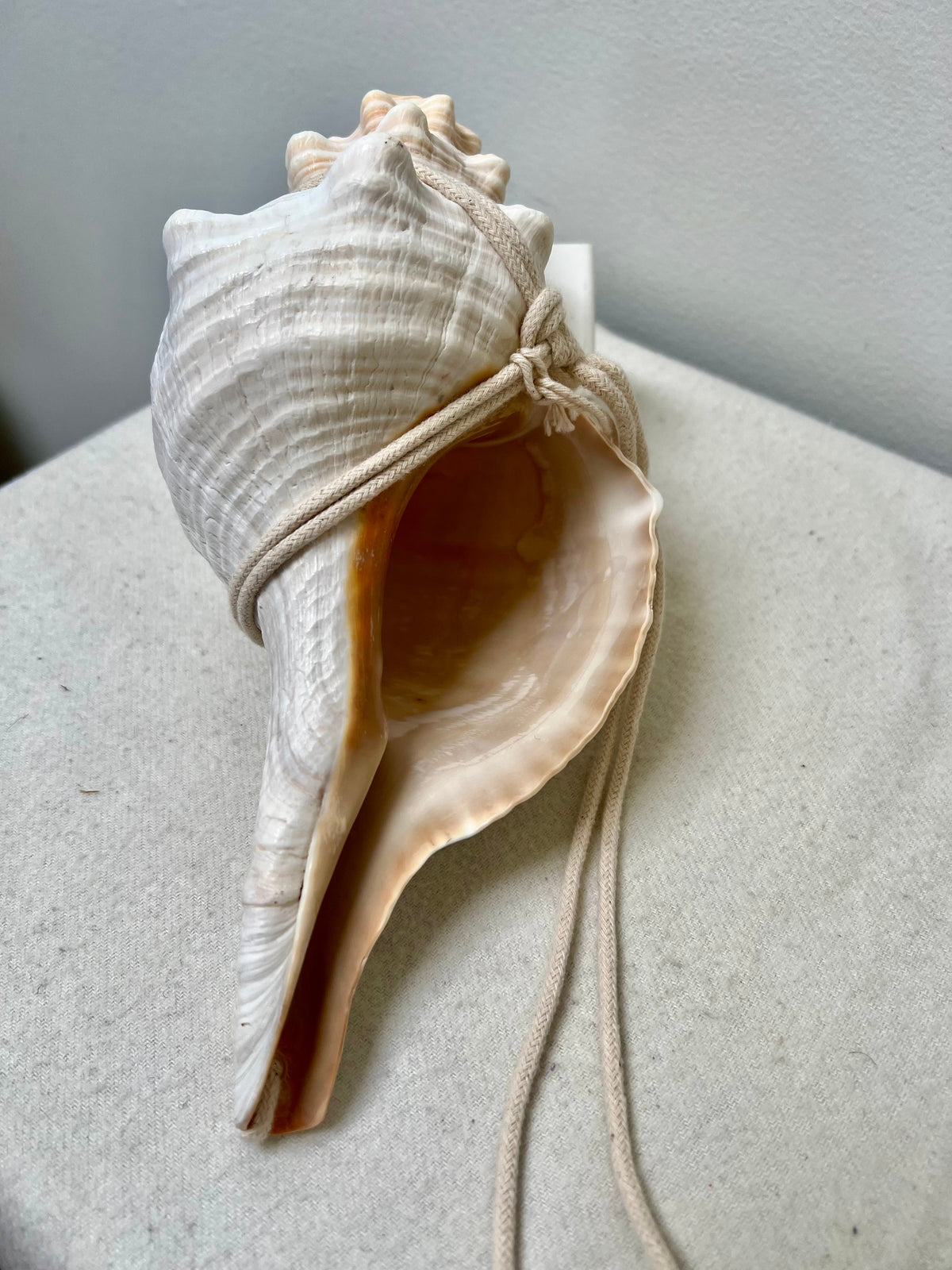 CONCH SHELLS