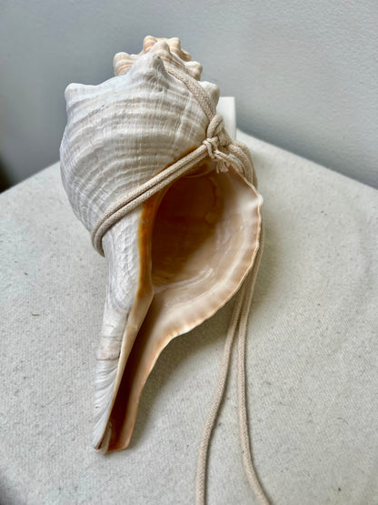 CONCH SHELLS