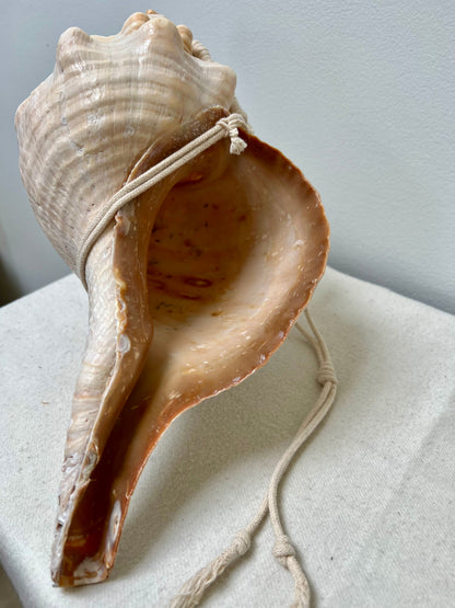 CONCH SHELLS