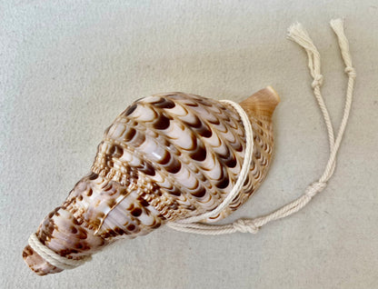 CONCH SHELLS
