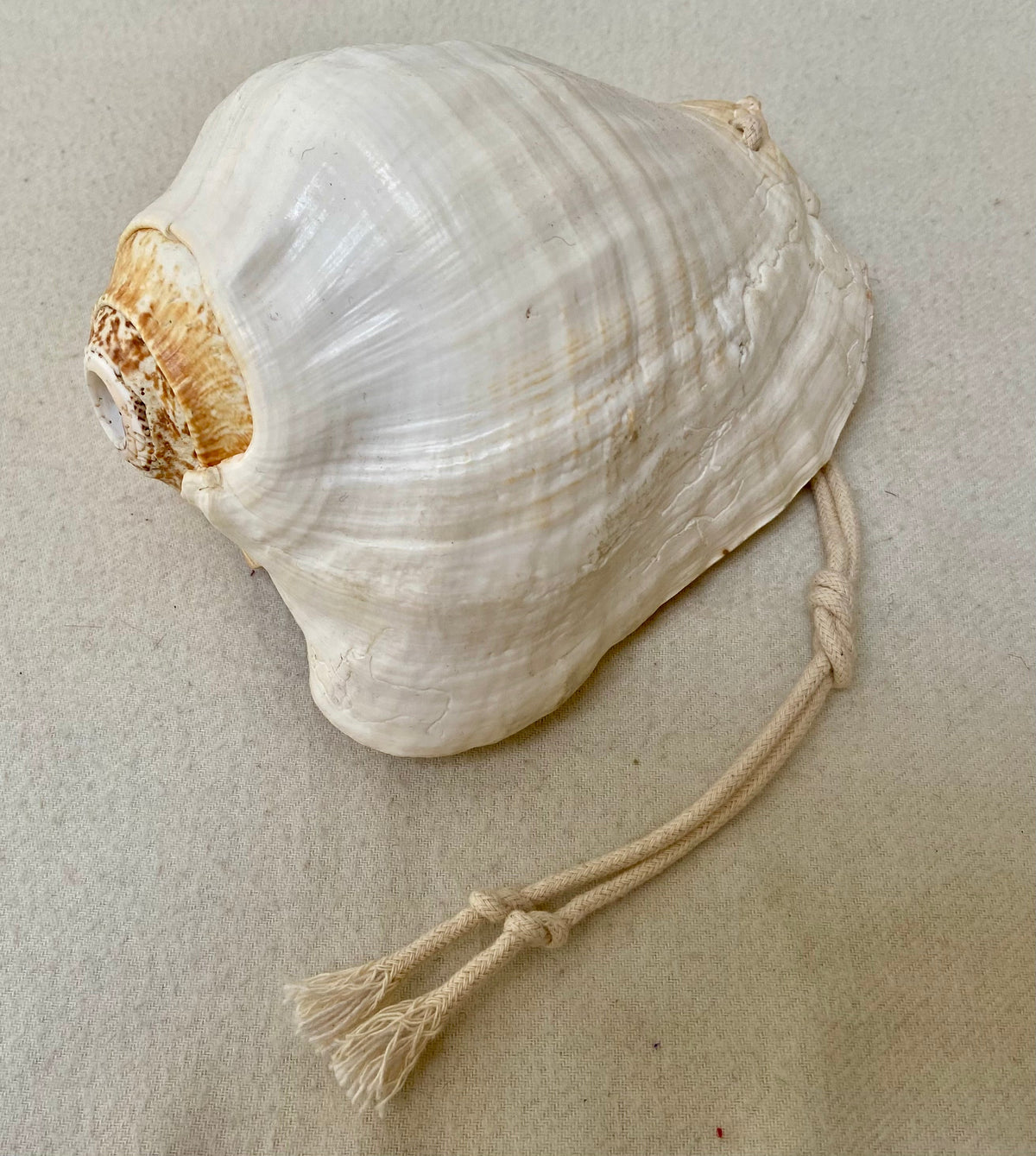CONCH SHELLS