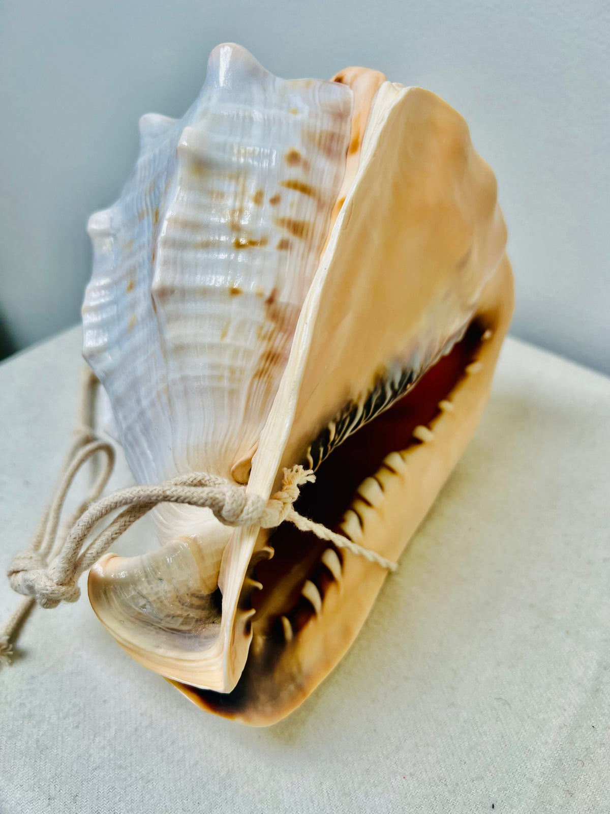 CONCH SHELLS