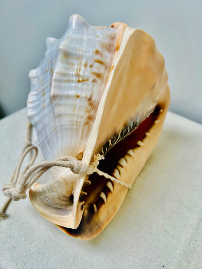 CONCH SHELLS