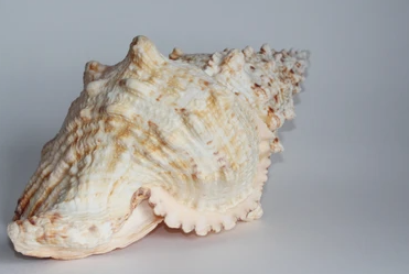 CONCH SHELLS